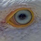 The Eye